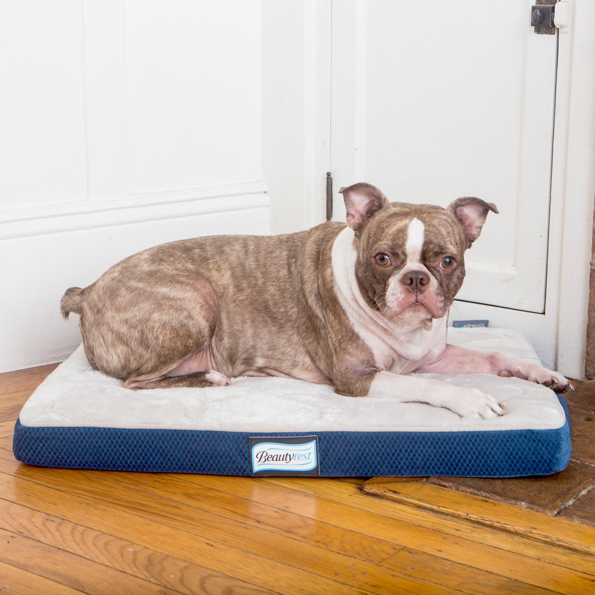 R2PPetLtd. Beautyrest Thera Bed Orthopedic Memory Foam Dog Bed | Wayfair