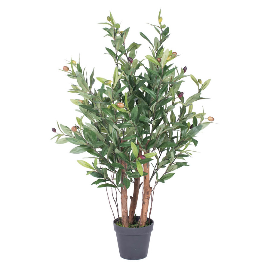 Laurel Foundry Modern Farmhouse Olive Tree in Pot & Reviews Wayfair