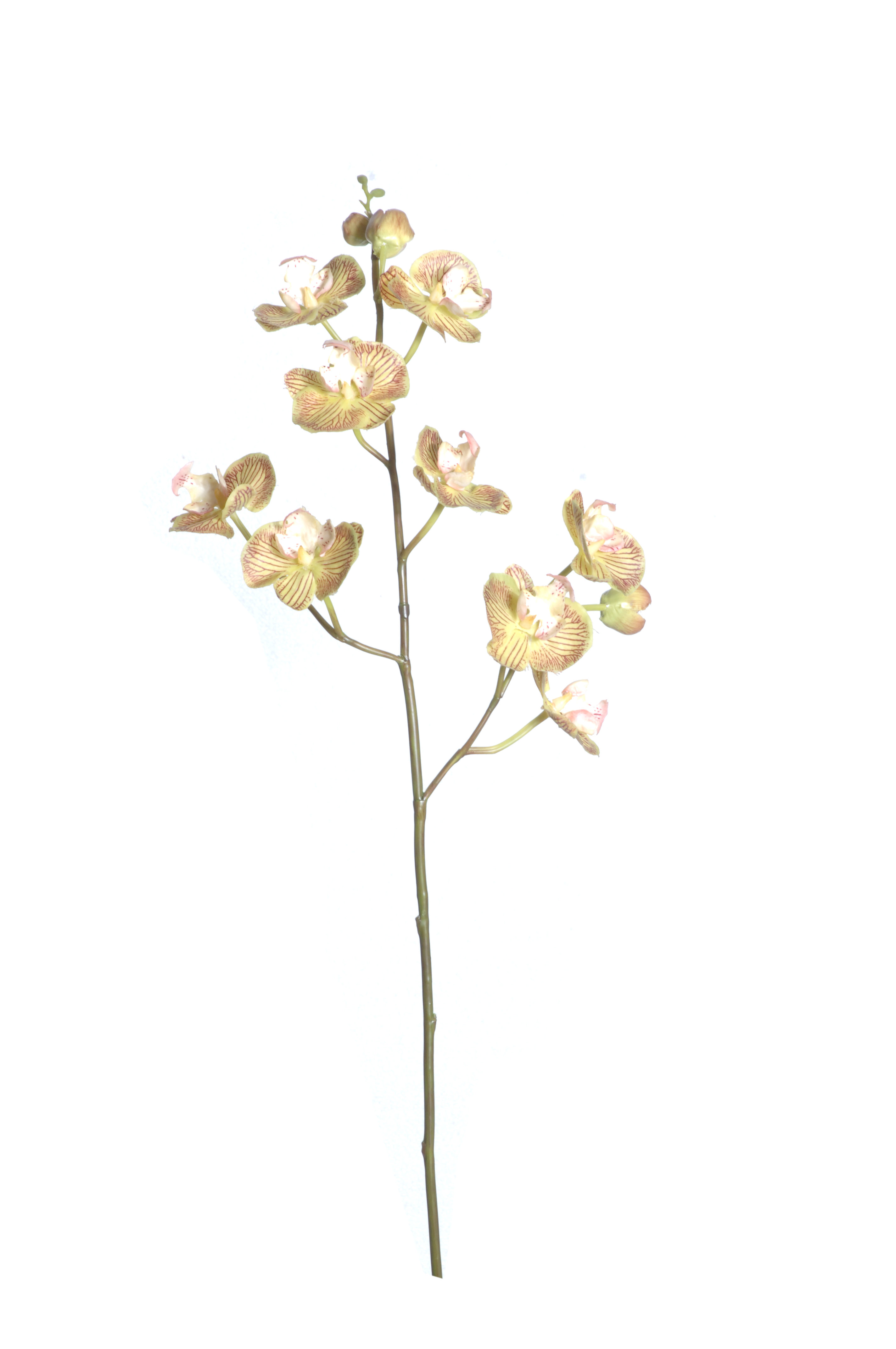 Primrue Phalaenopsis Orchid Stem Wayfair 4148