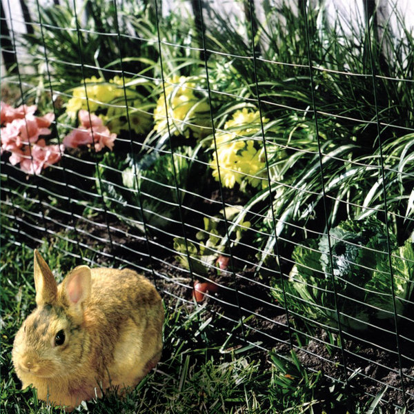 anti rabbit fencing