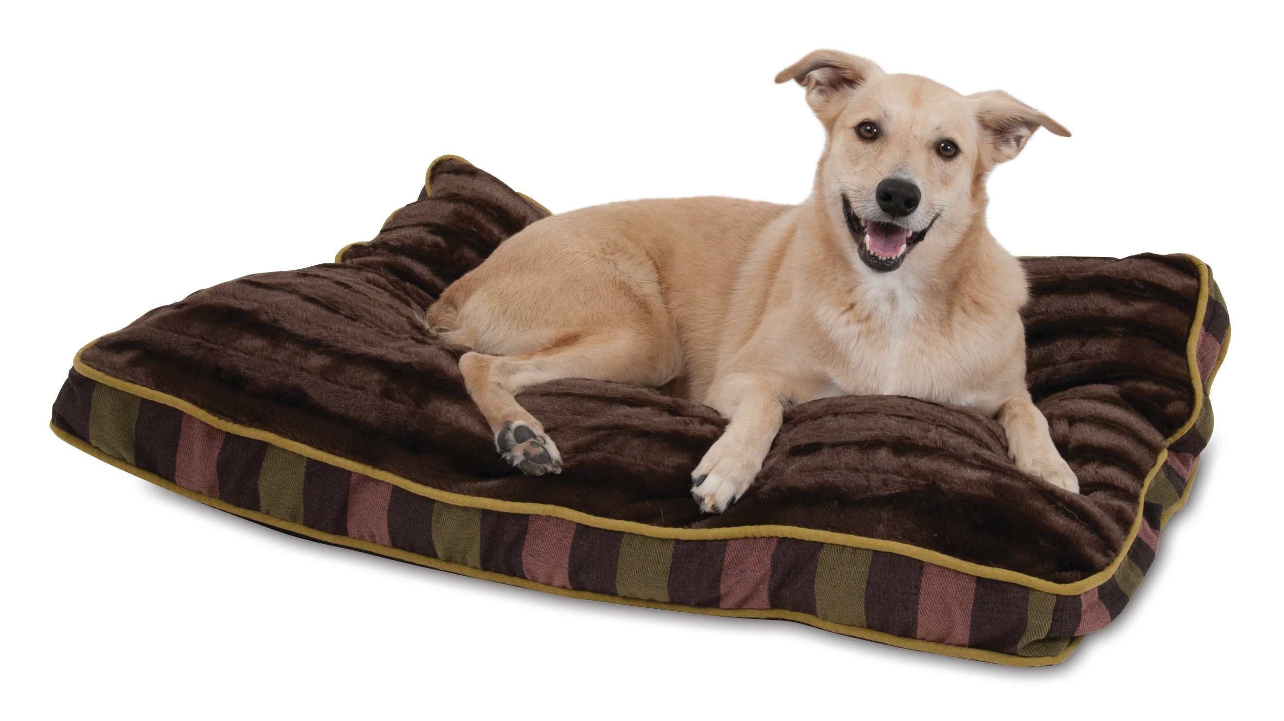 petmate elevated dog bed