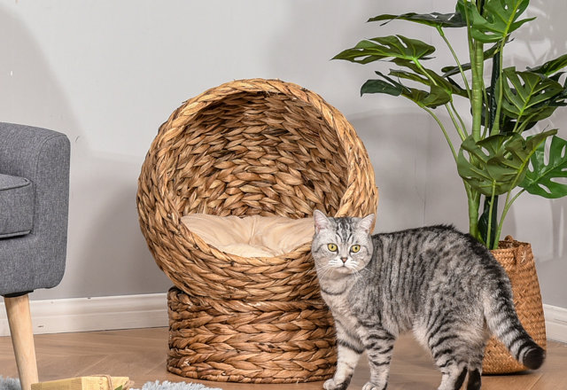 Find the Perfect Cat Bed