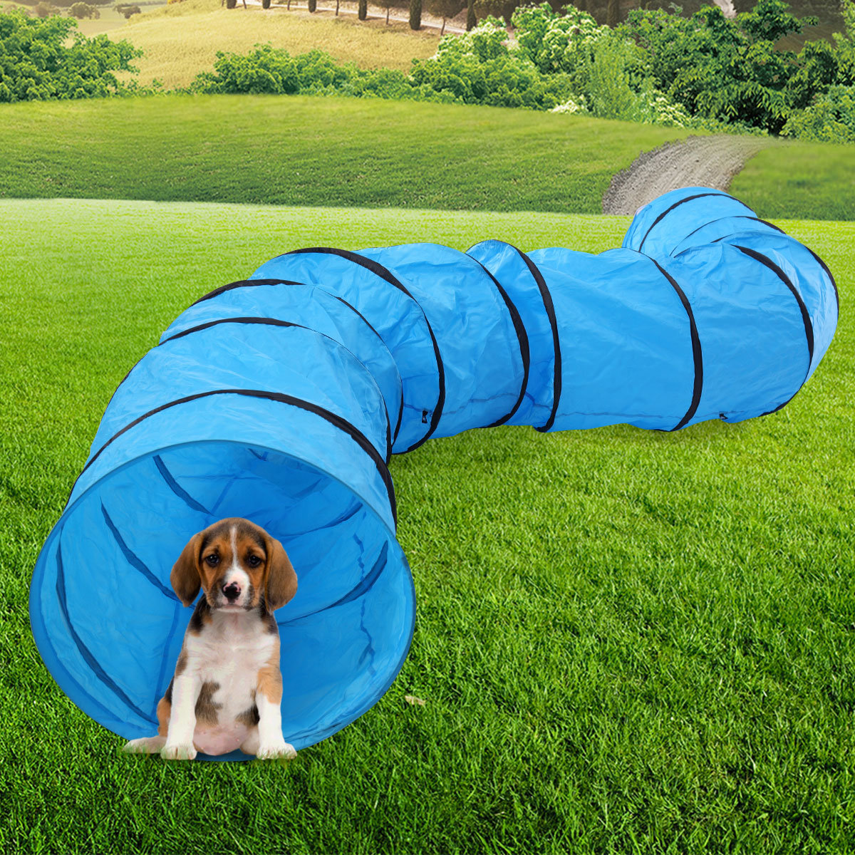 agility training toys for dogs