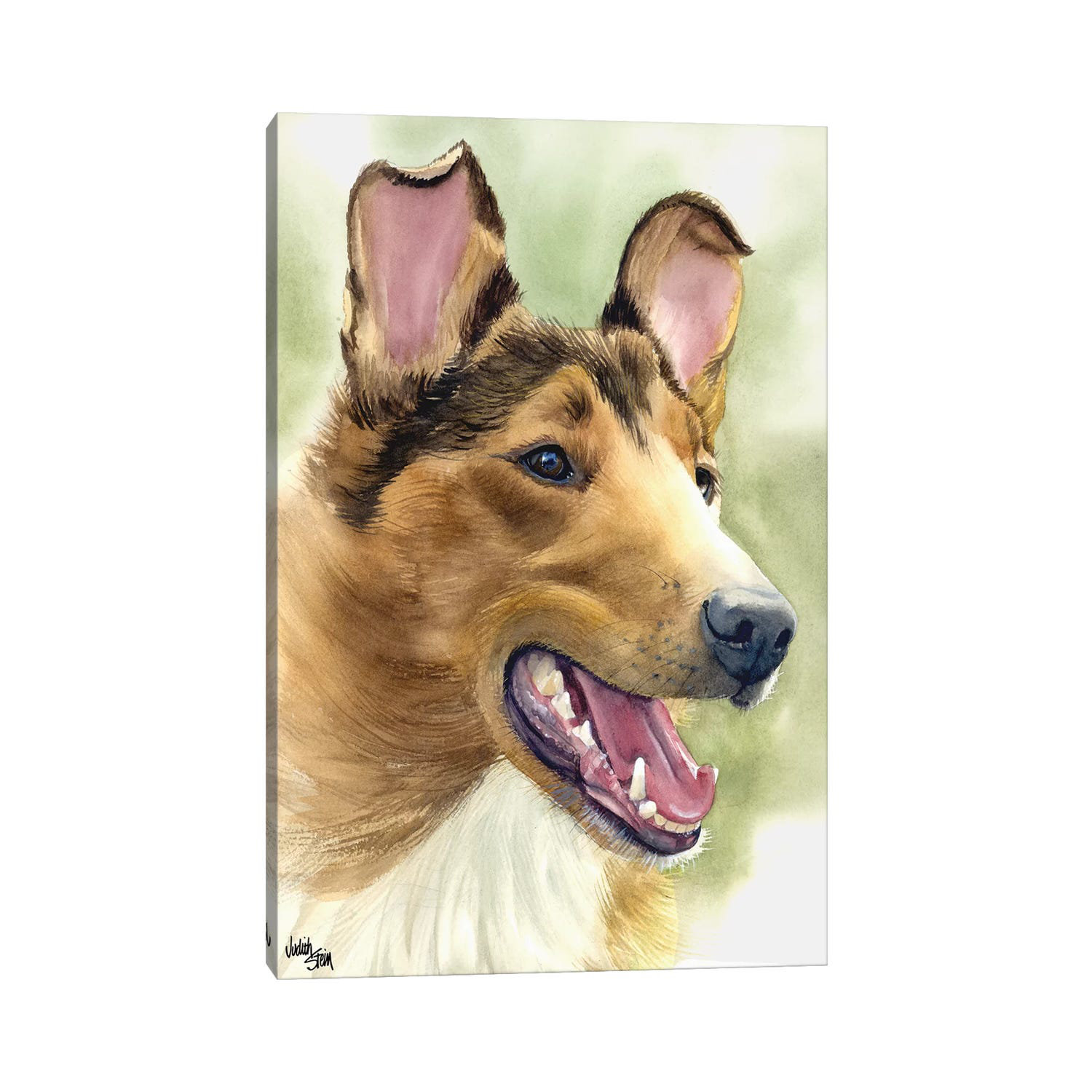 smooth coat collie