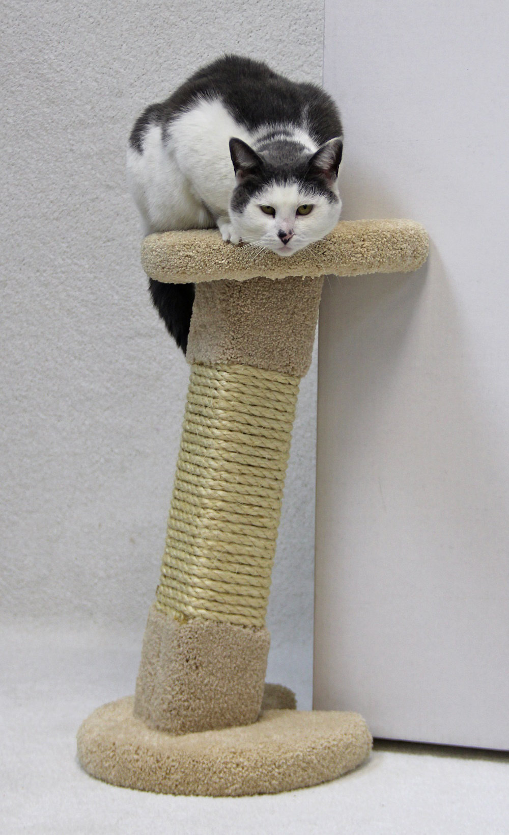 corner cat scratching post