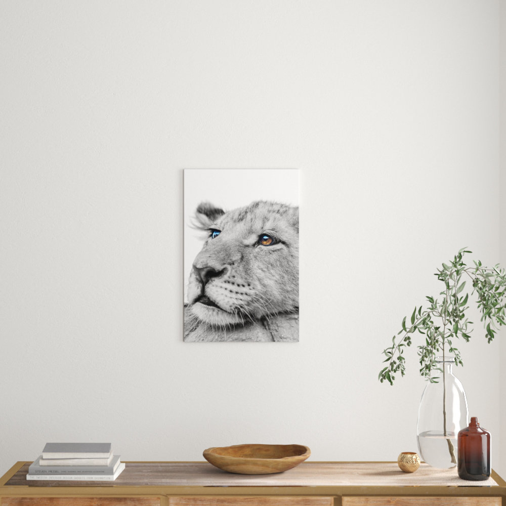 junger Löwe schläft Leinwandbild Wanddeko Kunstdruck junger Löwe schläft Leinwandbild Wanddeko Kunstdruck
