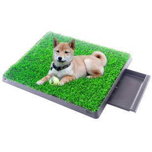 my dog ate foam padding