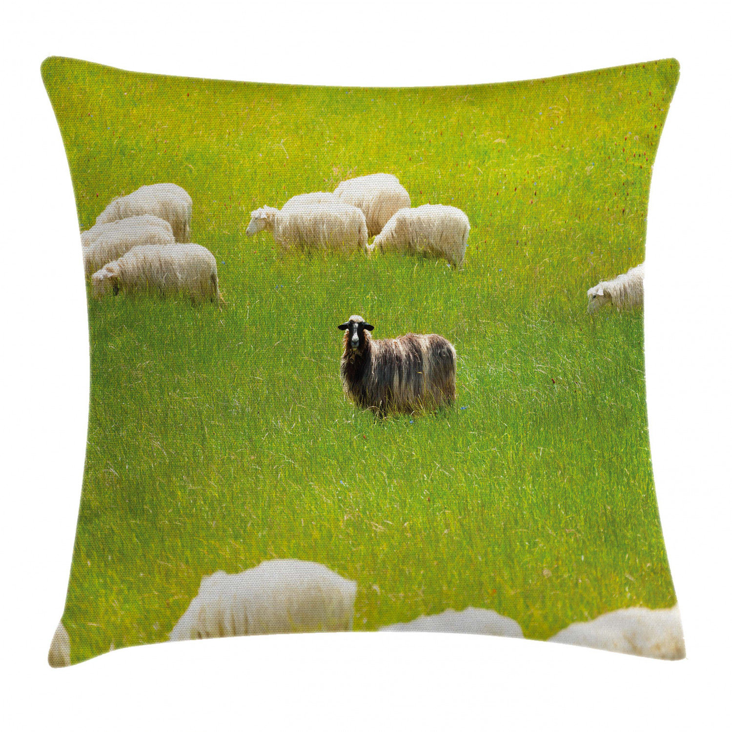 black sheep pillow