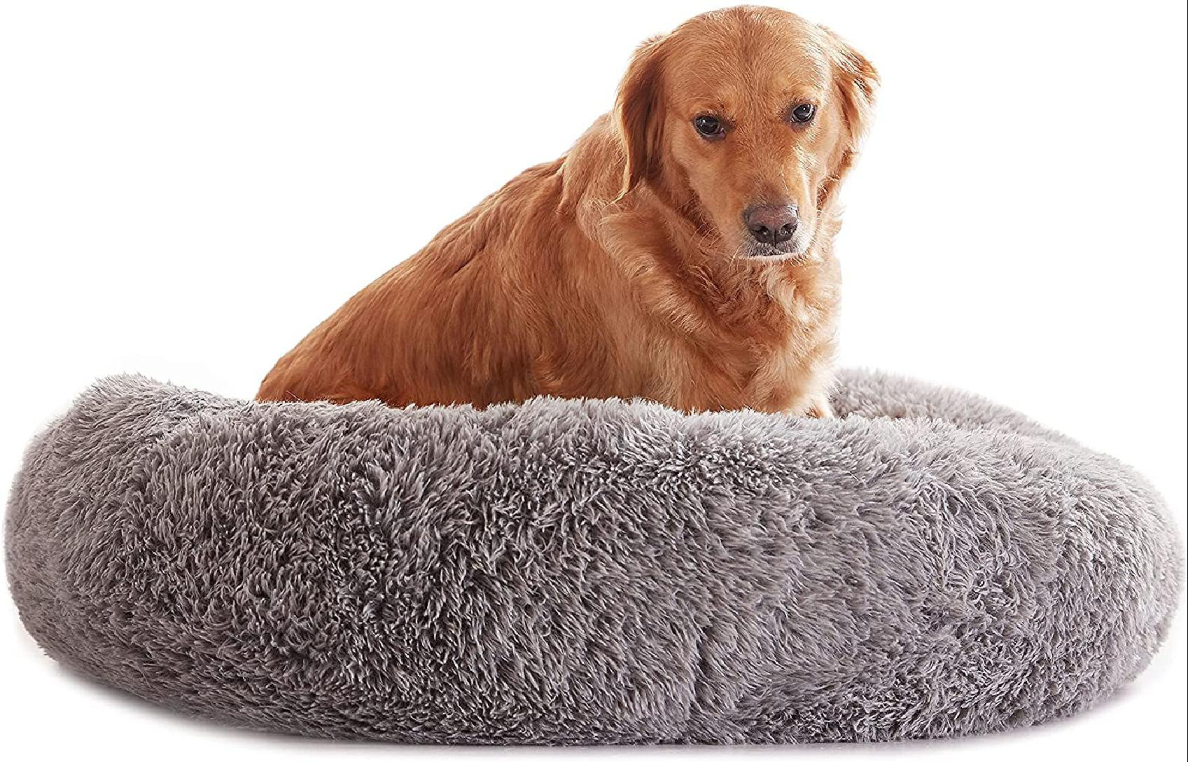 dog meets bed