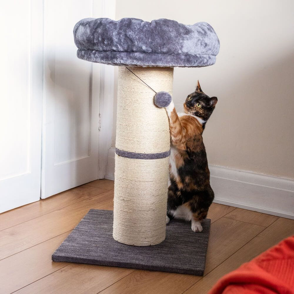 cat scratching post wayfair