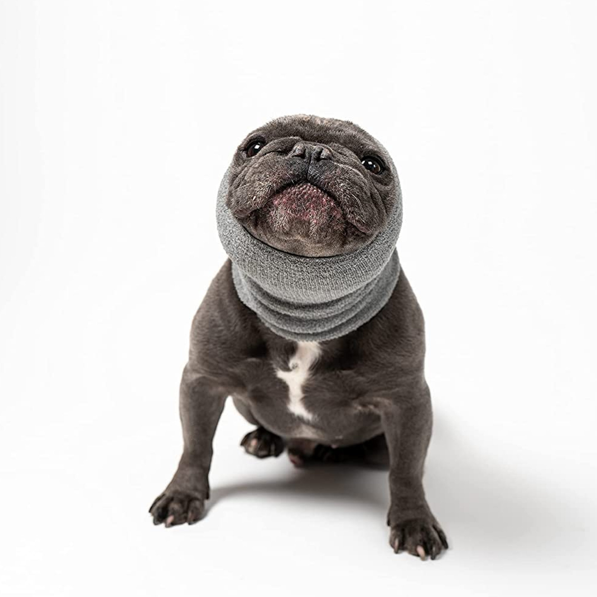 burrows ear drops for dogs