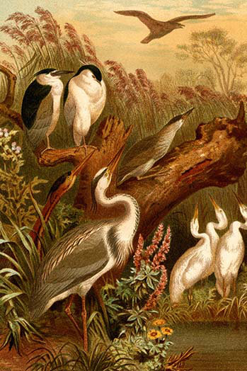 Crocodilia & Plantae vintage art reproduction by Buyenlarge One of many rare and wonderful images brought forward in time I hope they bring you pleasure each and every time you look at Crocodilia & Plantae vintage art reproduction by Buyenlarge One of many rare and wonderful images brought forward in time I hope they bring you pleasure each and every time you look at