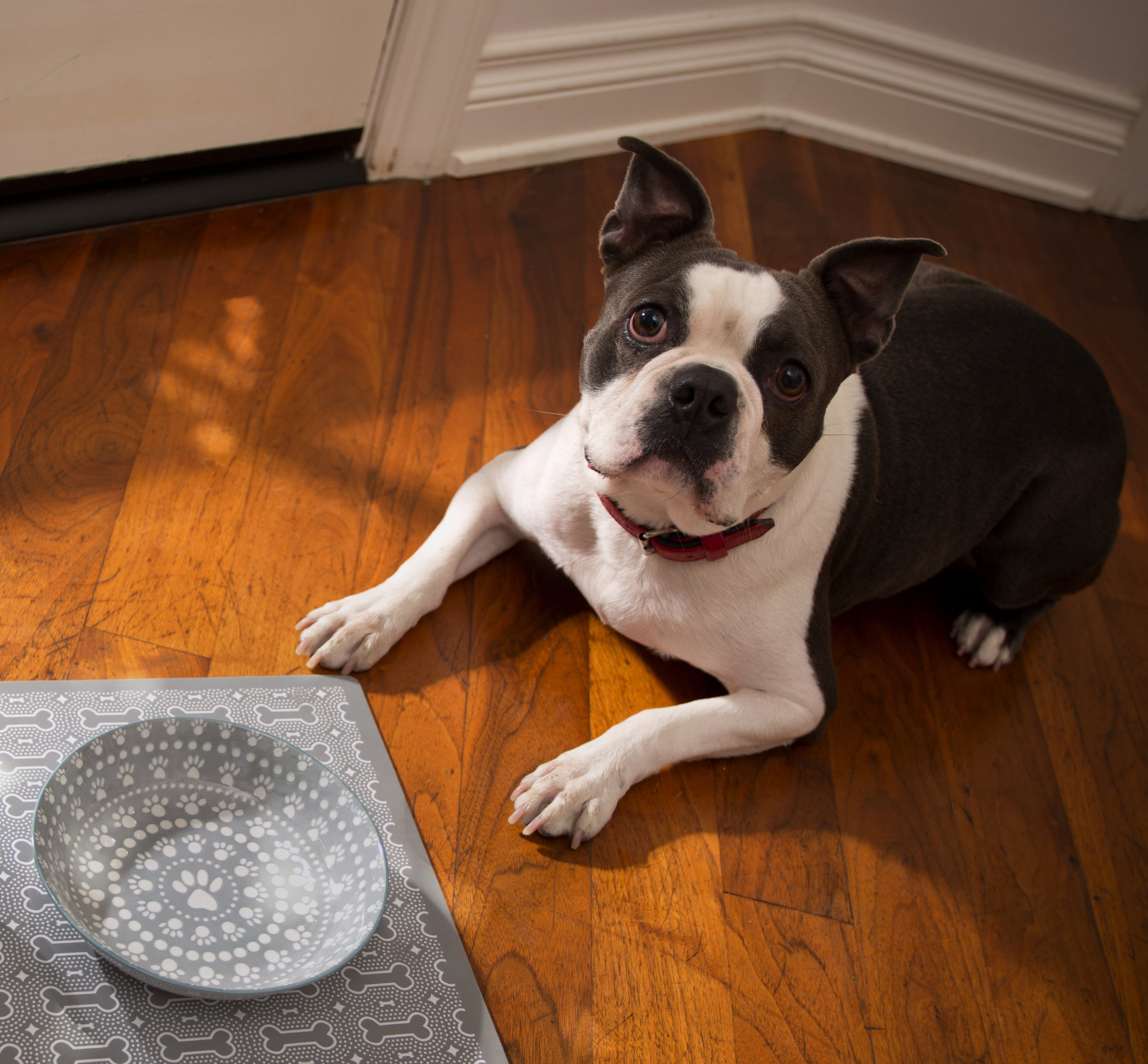 shallow dog dish