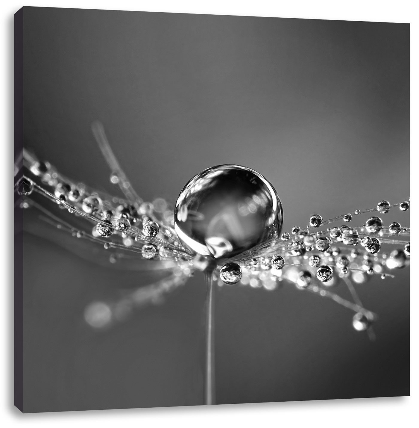 Leinwandbild 120x80cm auf Keilrahmen abstrakt,Wasser,Regen,Pflanze,Pusteblume 