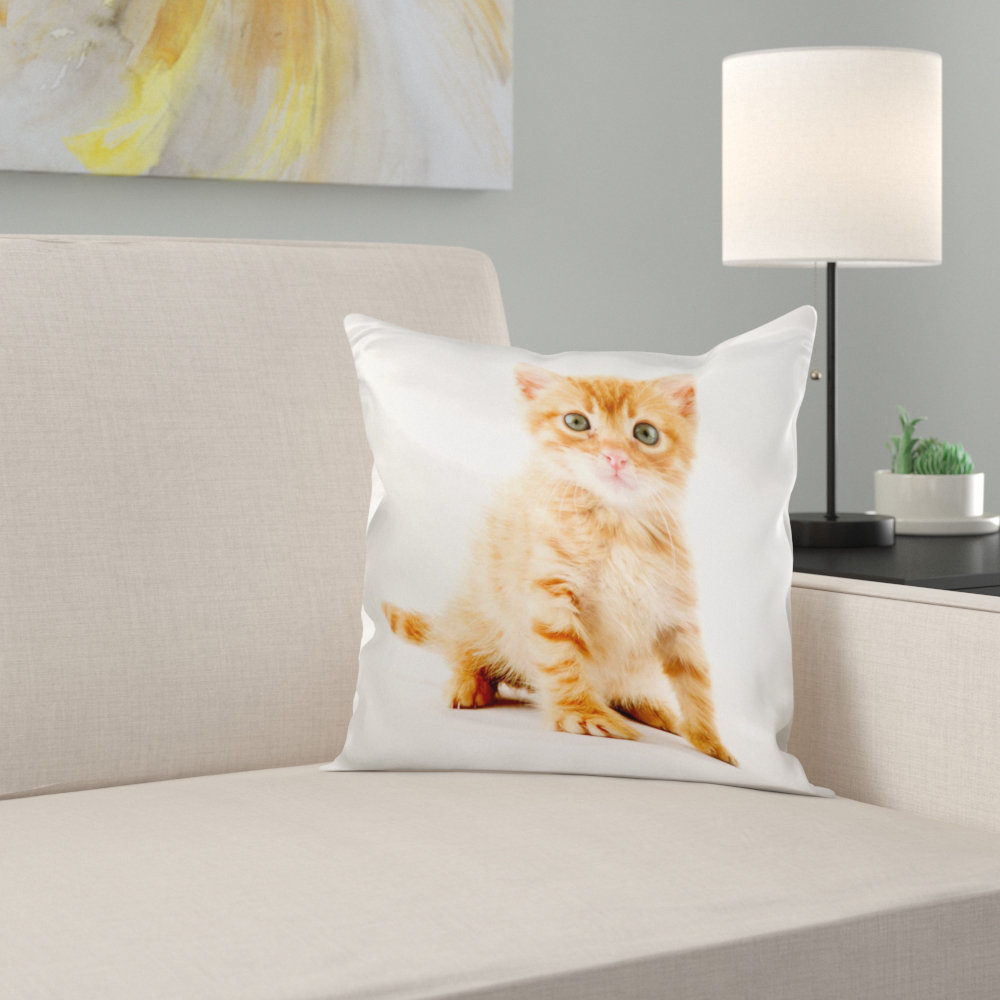 kitten cushion
