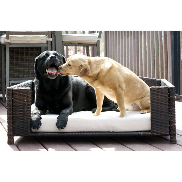 outdoor dog chair