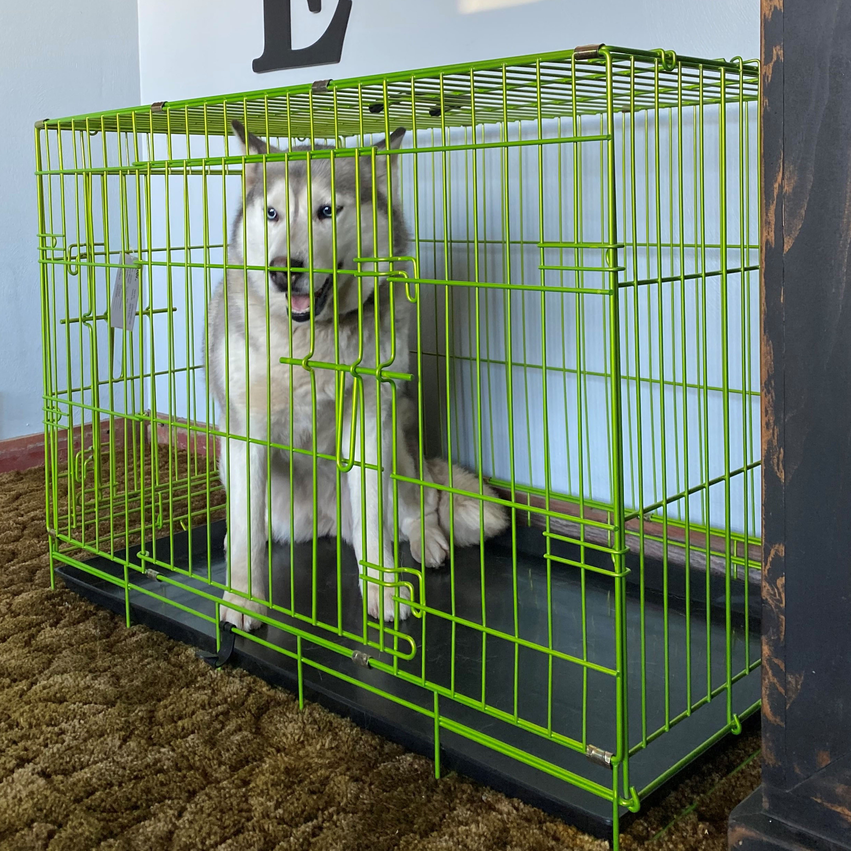 48 wire dog crate