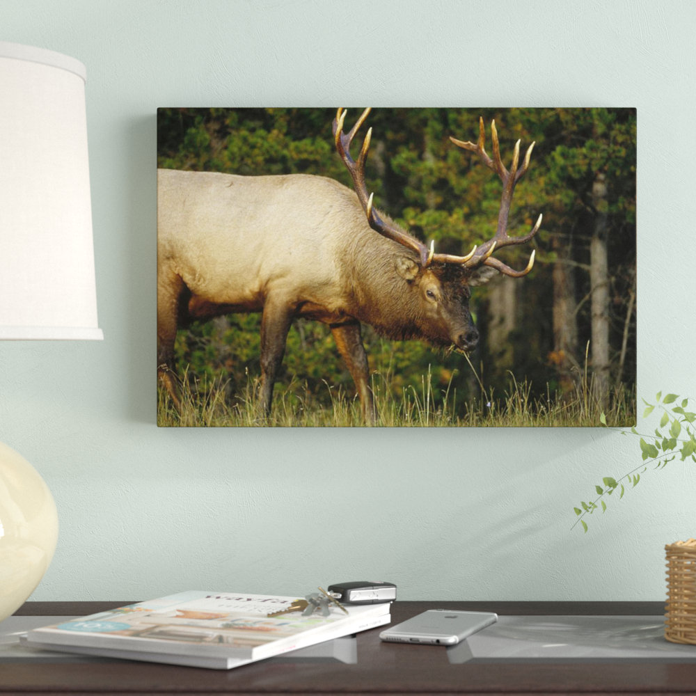 Global Gallery James Wiens Majestic Elk Brown Giclee Stretched Canvas Artwork 30 x 20 