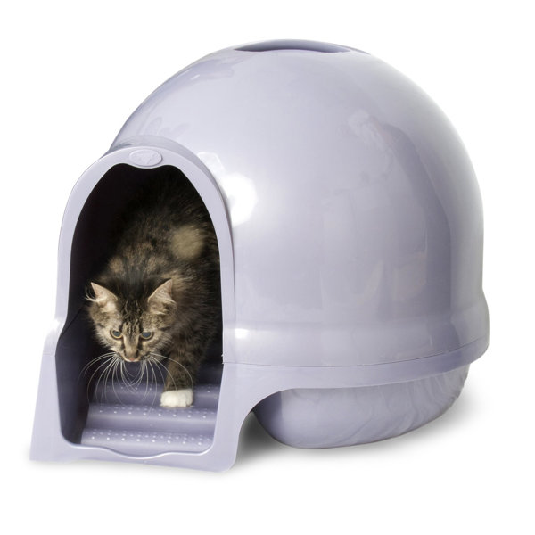 automatic cat feeder