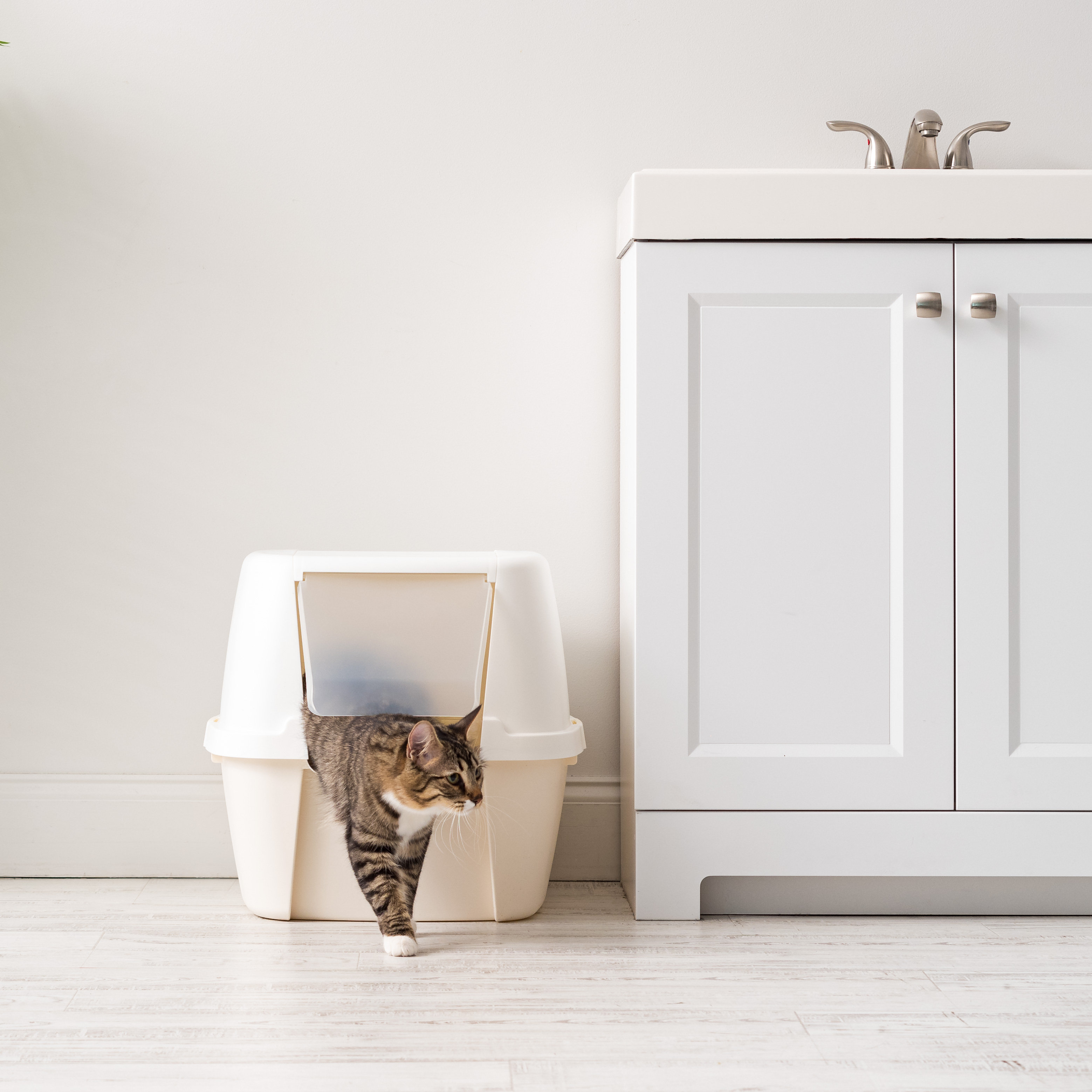 white litter box
