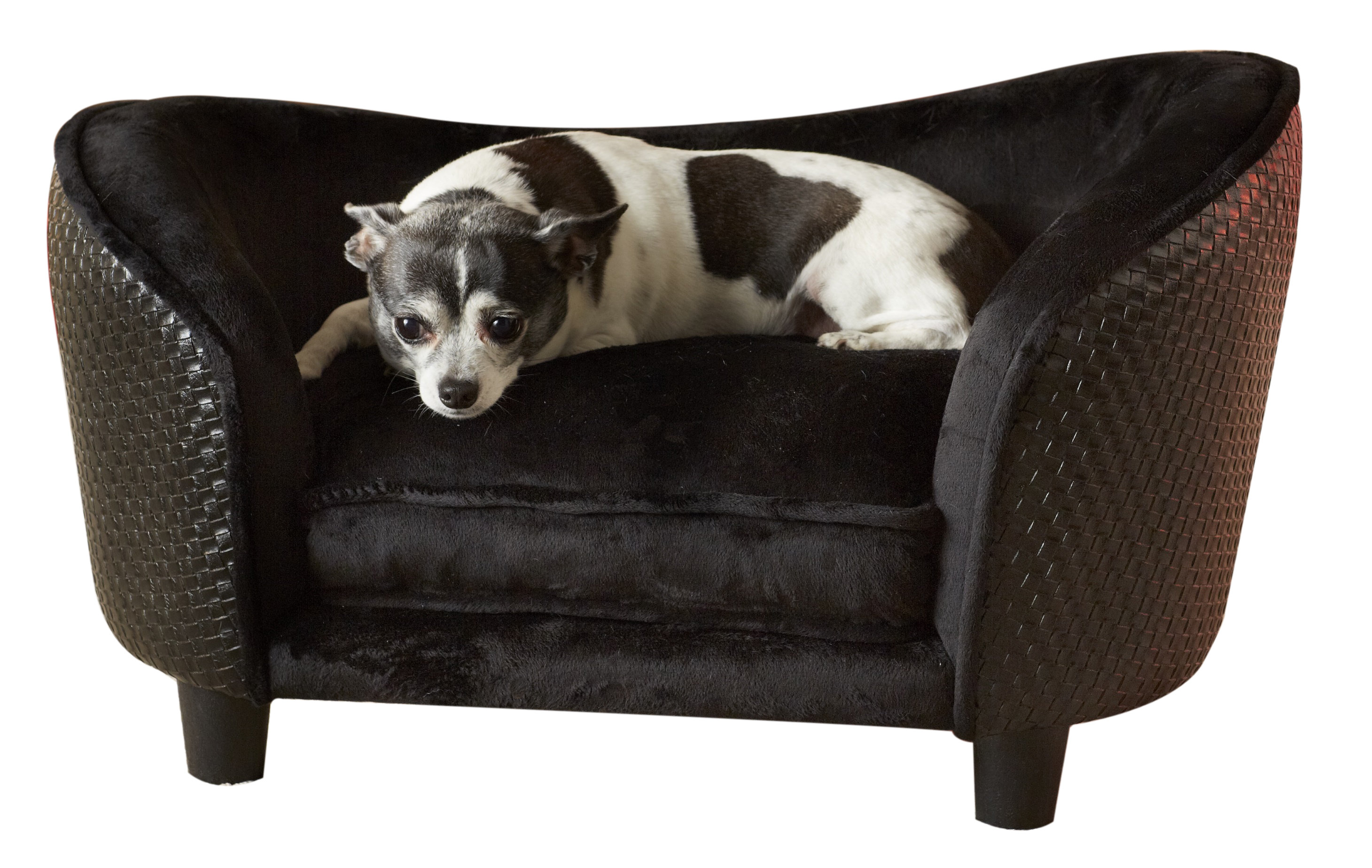 lola dog sofa