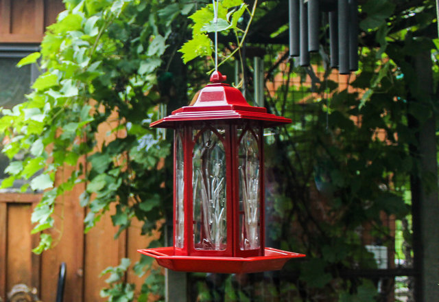 Budget-Friendly Bird Feeders