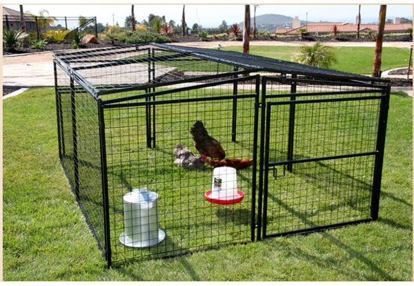chicken wire dog pen