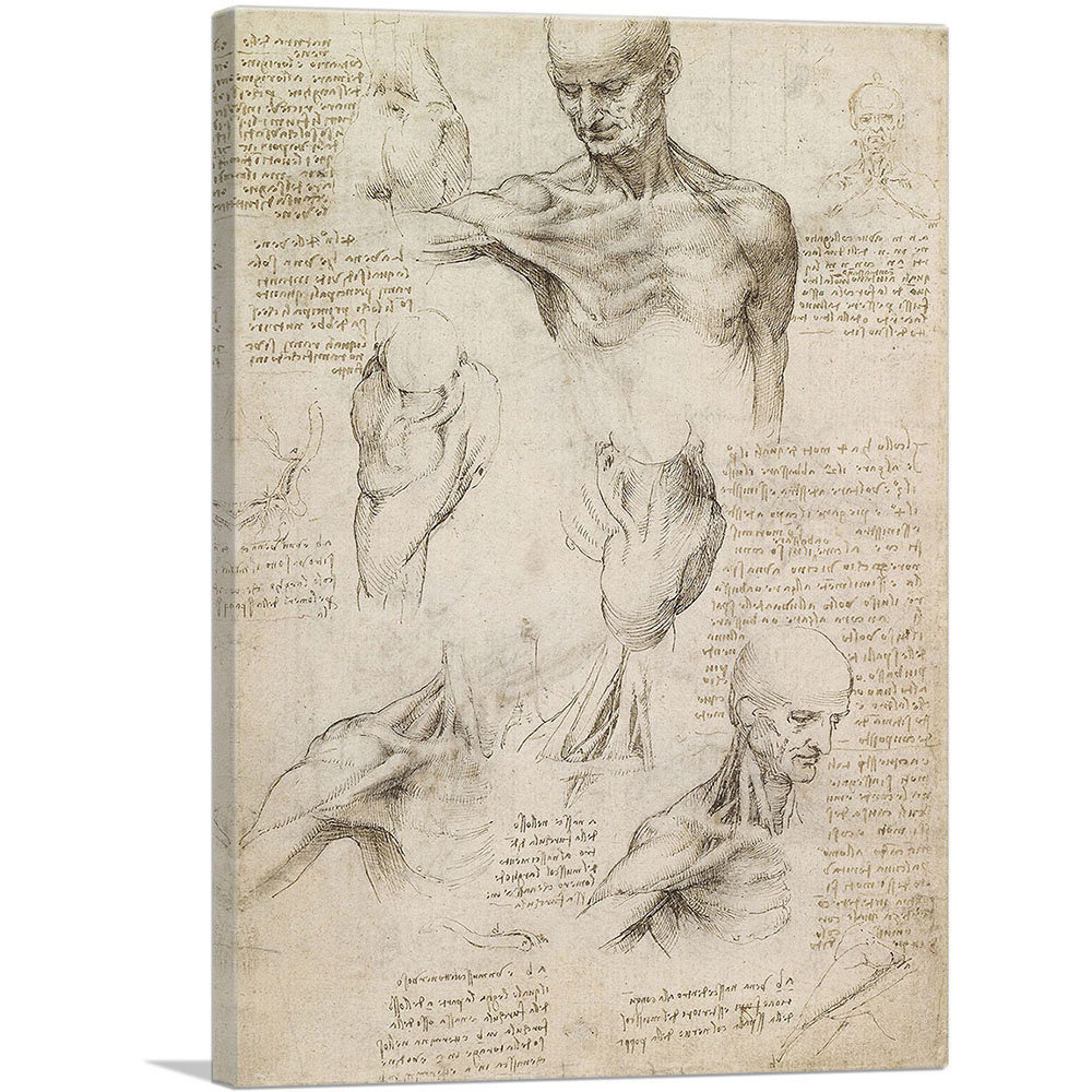 Artcanvas Studies Of The Human Body Superficial Anatomy Of The Shoulder And  Neck 1510 By Leonardo Da Vinci - Wrapped Canvas Painting | Wayfair